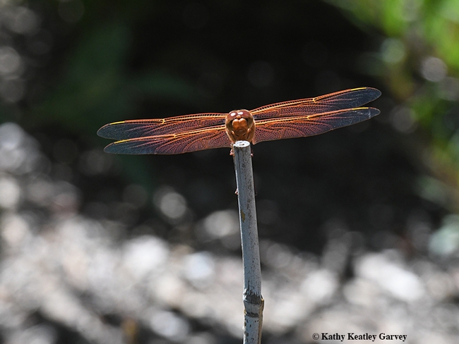 Helicopter? No, a red flameskimmer, Libellula saturata, glimmering in the sunlight. (Photo by Kathy Keatley Garvey)