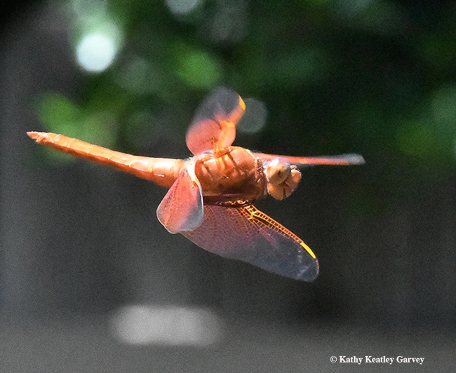A flameskimmer,Libellula saturata, in flight. (Photo by Kathy Keatley Garvey)