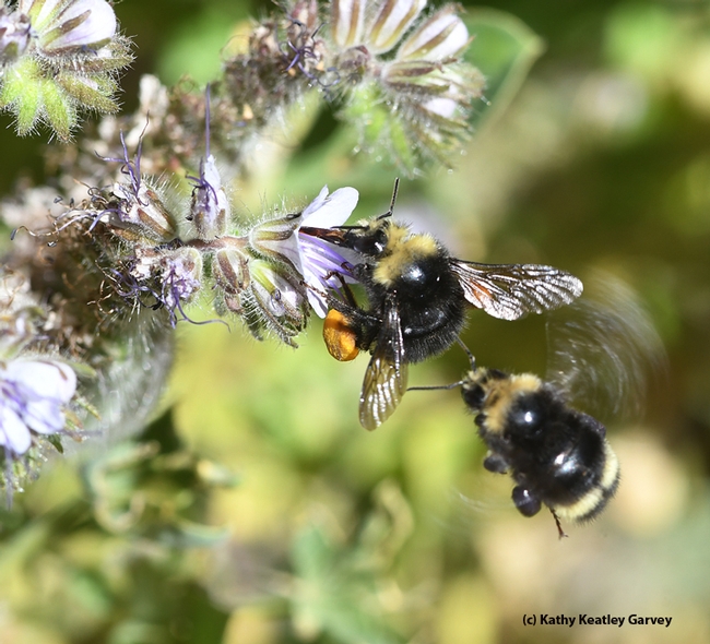 It's mine--move away! Two bumble bees, species Bombus vandykei, seek the same Phacelia blossom on the UC Davis central campus. (Photo by Kathy Keatley Garvey)