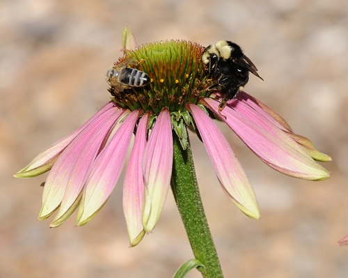 BUMBLE BEE and a honey bee share a coneflower  (Echinacea purpurea) at the Häagen-Dazs Honey Bee Haven.  (Photo by Kathy Keatley Garvey)