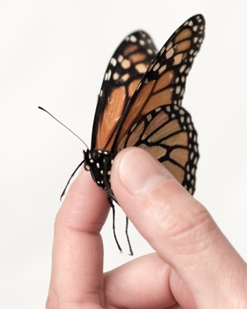 A monarch butterfly held by Christine Merlin. (Photo courtesy of Texas A&M)