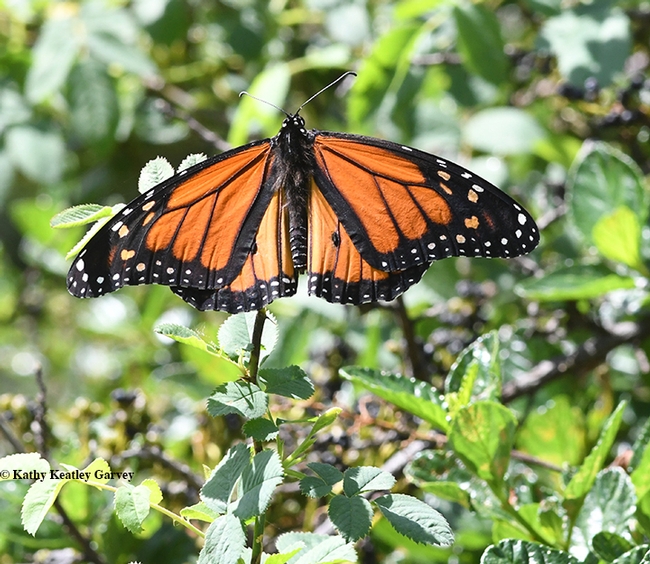 A male monarch in the UC Davis Arboretum suns itself. (Photo by Kathy Keatley Garvey)
