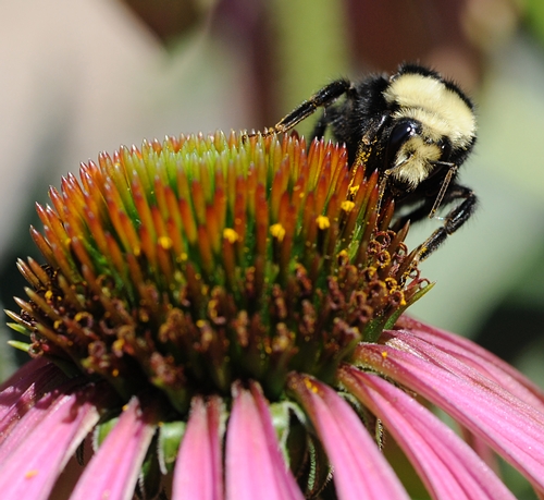YELLOW-FACED bumble bee (Bombus vosnesenskii) emerges the victor on the coneflower. (Photo by Kathy Keatley Garvey)