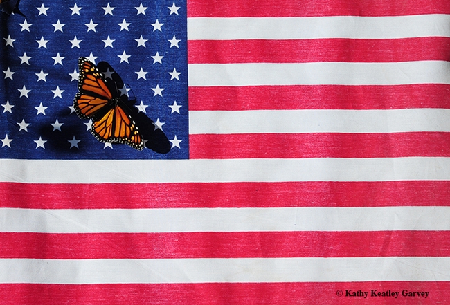 Two icons: the American flag, which represents our democracy, and the monarch butterfly, which is linked to a monarchy. The common name, 