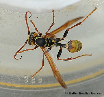 California's proposed new rules for insect-collecting permits also apply to wasps. This is a male of Mishocyttarus flavitarsis. (Photo by Kathy Keatley Garvey)