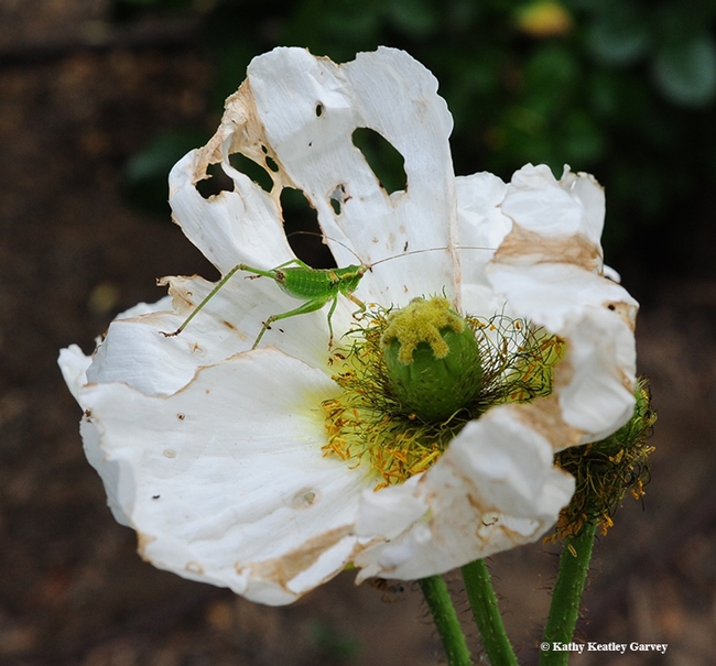 Katydids chew leaves, flowers, fruit and plant seeds. Here's one on a cosmos. (Photo by Kathy Keatley Garvey)