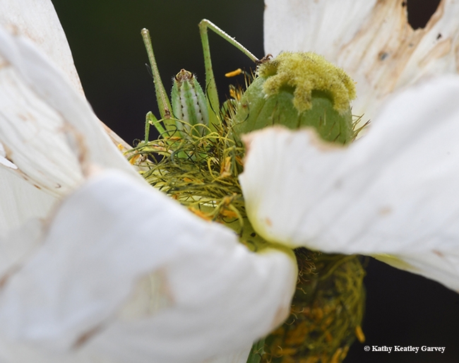 Time to leave. This katydid escaped from the camera. (Photo by Kathy Keatley Garvey)