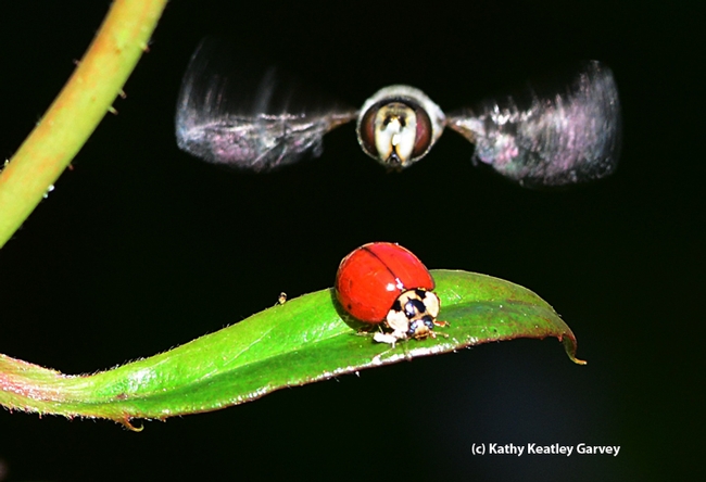 A large syrphid fly, Scaeva pyrastri (as identified by Martin Hauser of the California Department of Food and Agriculture), heads for a lady beetle. (Photo by Kathy Keatley Garvey)