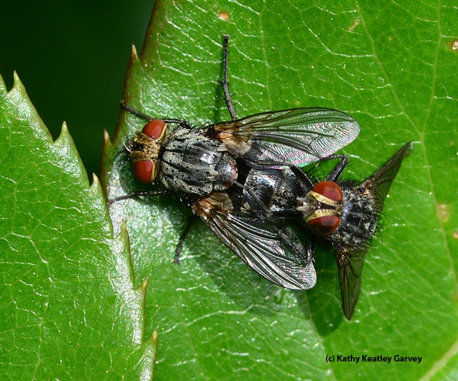 This is a bridal couple photo that monarch moms and dads out there will hate. Close-up of two tachinid flies. (Photo by Kathy Keatley Garvey)