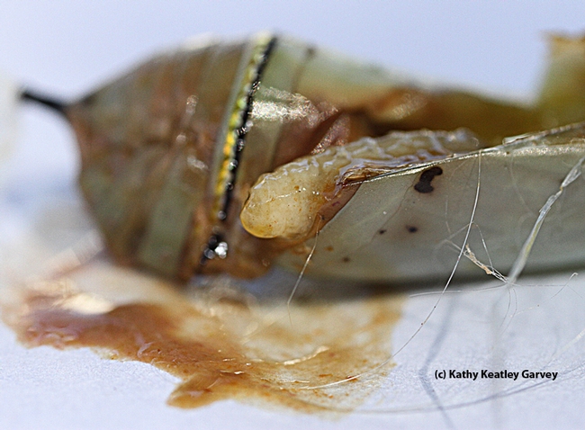 A tachinid fly maggot emerging from its host, a monarch chrysalis. (Photo by Kathy Keatley Garvey)