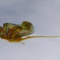 Tachinid fly maggot crawls from a monarch chrysalis. (Photo by Kathy Keatley Garvey)