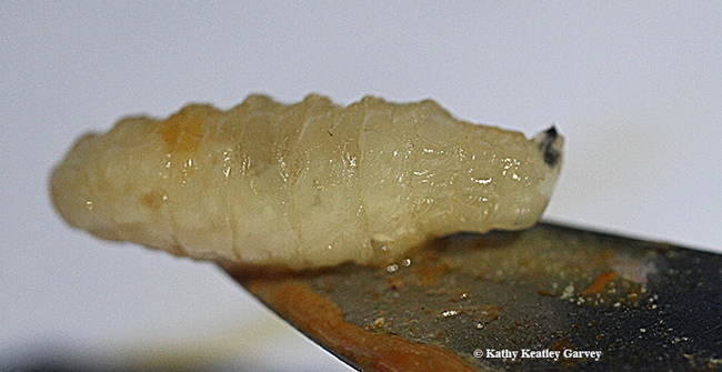 Close-up of a tachinid fly maggot, freshly emerged from its host, a monarch chrysalis. (Photo by Kathy Keatley Garvey)
