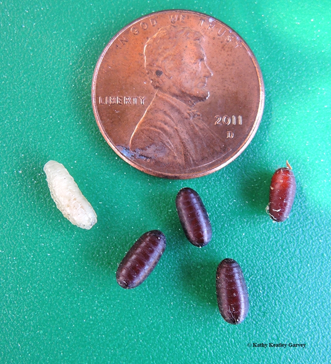 Size comparison: a penny, a newly emerged tachinid fly maggot and pupae. The maggot will soon darken and harden and turn into a pupa. (Photo by Kathy Keatley Garvey)