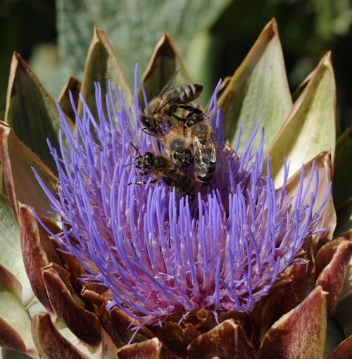 HOT SPOT--These bees are all seeking the same nectar hot spot on a flowering artichoke. (Photo by Kathy Keatley Garvey)