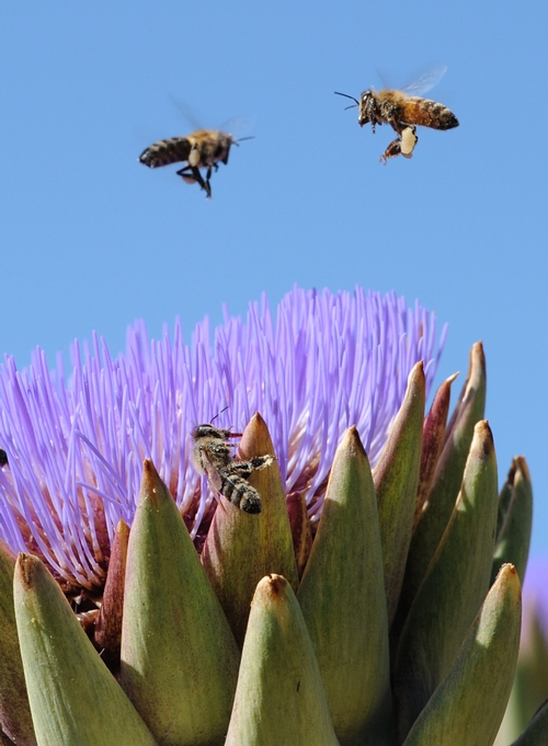 CAUCASIAN BEE (left) and an Italian bee try to avoid a collision over a patch of flowering artichokes in the Haagen-Dazs Honey Bee Haven at UC Davis. (Photo by Kathy Keatley Garvey)