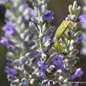 Find the redshouldered stink bugs in the lavender. (Photo by Kathy Keatley Garvey)