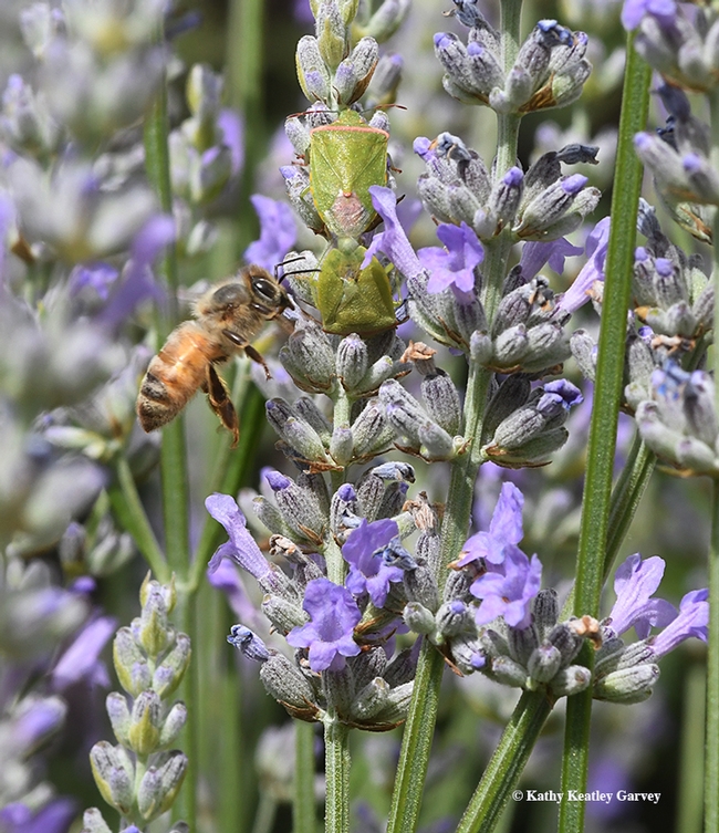 A honey bee seeking nectar buzzes by the stink bugs. (Photo by Kathy Keatley Garvey)