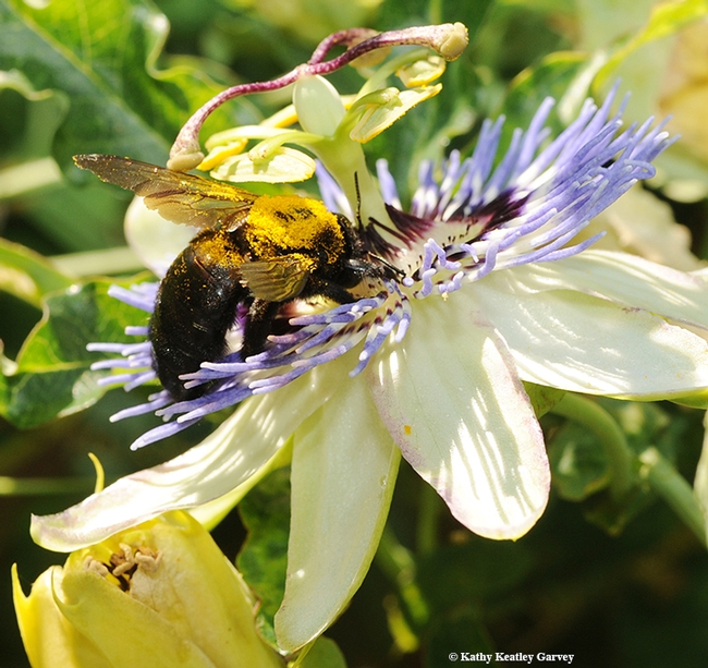 Gold dust? No, this is pollen covering the thorax of this female Valley carpenter bee, Xylocopa varipuncta, nectaring on the passionflower vine (Passiflora). (Photo by Kathy Keatley Garvey)