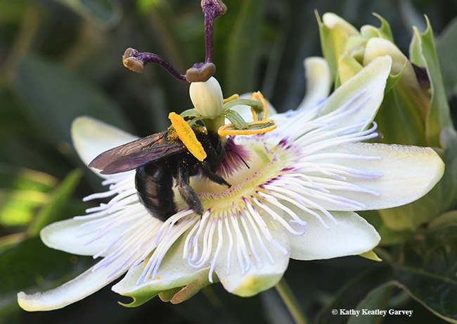 Pollen from the passionflower vine is brushing against this  Valley carpenter bee. (Photo by Kathy Keatley Garvey)