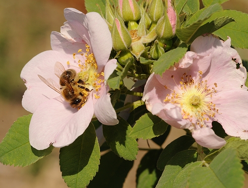 HONEY BEE forages on a wild rose in the Häagen-Dazs Honey Bee Haven at UC Davis. (Photo by Kathy Keatley Garvey)