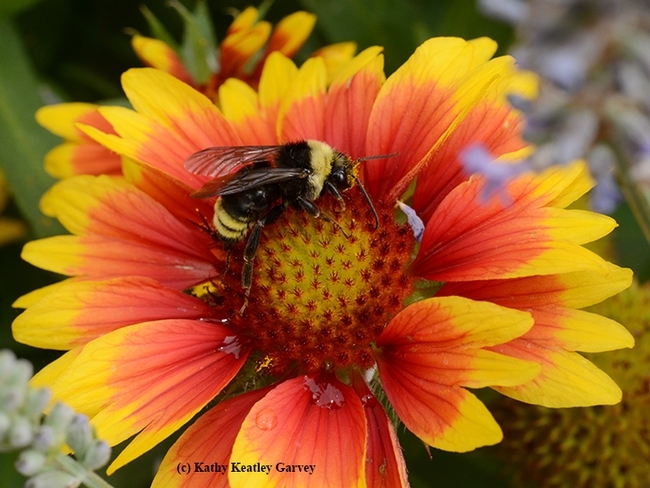 One of the pollinator plants that Kate Frey recommends is the blanket flower, Gaillardia. Here a bumble bee, Bombus californicus, gives its approval. (Photo by Kathy Keatley Garvey)