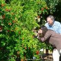 Entomologist May Berenbaum  photographs a bee on a pomegranate tree at the UC Davis bee garden, the Häagen-Dazs Honey Bee Haven, during her May 2014 visit to the campus. With her is Extension apiculturist Eric Mussen, now retired. (Photo by Kathy Keatley Garvey)