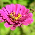 Two honey bees nearly collide over this pink zinnia. (Photo by Kathy Keatley Garvey)