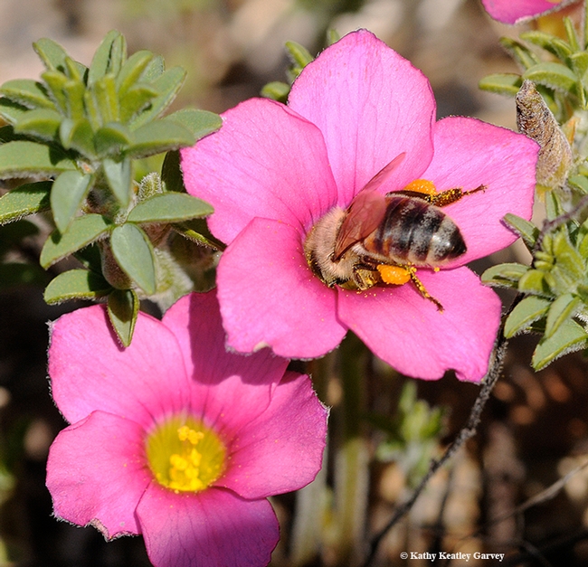 A honey bee burrows in a pink oxalis. (Photo by Kathy Keatley Garvey)