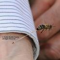 An unusual image of a honey bee sting. Note the stinger embedded in the wrist and the honey bee pulling away, its abdominal tissue trailing. (Photo by Kathy Keatley Garvey)