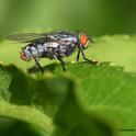 A male flesh fly (Sarcophagidae) 
