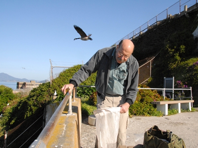 UC Davis forensic entomologist Robert Kimsey collecting flies on Alcatraz Island for a research project. (Photo by Kathy Keatley Garvey)