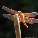 The red: The firecracker red flameskimmer dragonfly, Libellula saturata. (Photo by Kathy Keatley Garvey)