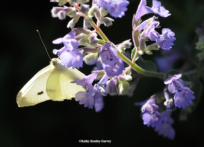 The white: the cabbage white butterfly, Pieris rapae. (Photo by Kathy Keatley Garvey)