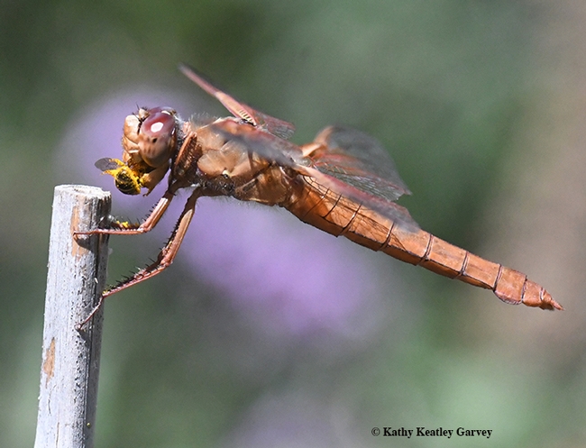 The red flameskimmer dragonfly adjusts her prey, a sweat bee. (Photo by Kathy Keatley Garvey)
