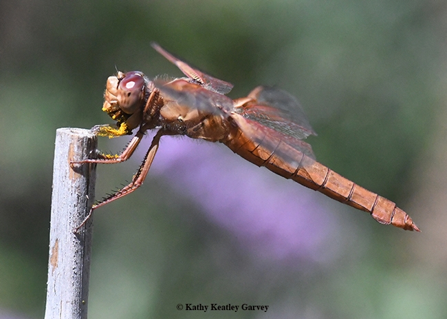 All gone. The red flameskimmer polishes off the last of the sweat bee. (Photo by Kathy Keatley Garvey)