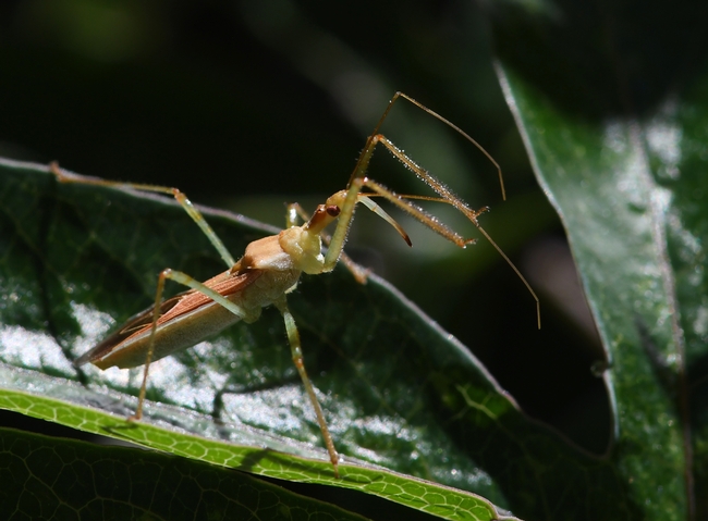 The predator: the assassin bug. This one is lying in wait on a nectarine leaf. (Photo by Kathy Keatley Garvey)