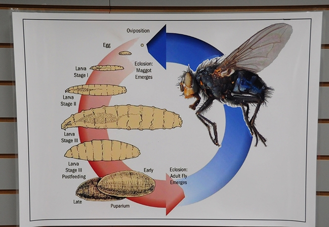 This poster shows the life cycle of a fly. (Photo by Kathy Keatley Garvey)