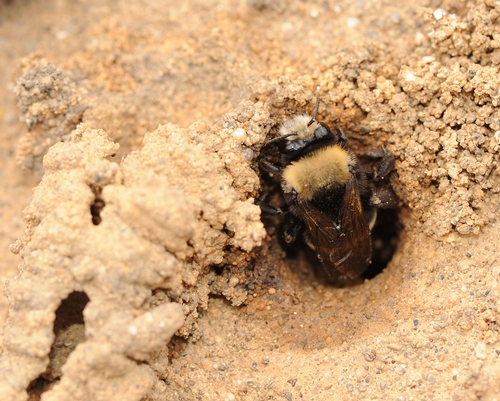 HOME SWEET HOME--This digger bee is burrowing in a sandy cliff at Bodega Head, Sonoma County. (Photo by Kathy Keatley Garvey)