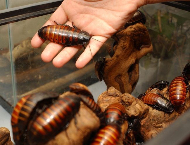 Madagascar hissing cockroaches at the Bohart Museum of Entomology, UC Davis. (Photo by Kathy Keatley Garvey)