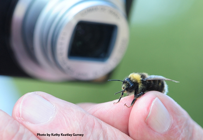 This is the Western bumble bee, Bombus occidentalis, found Aug. 15, 2012 by Mt. Shasta. It is on the endangered list. (Photo by Kathy Keatley Garvey)