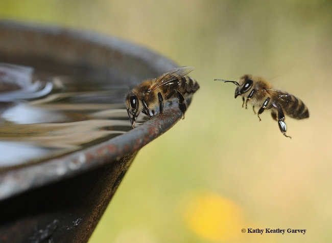 Backyard beekeepers must provide water for their bees or they will visit a neighboring yard, where they may not be welcome. (Photo by Kathy Keatley Garvey)