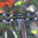 The 12-spot dragonfly, Libellula pulchella, perches on a bamboo stake in Vacaville, Calif. on July 16.