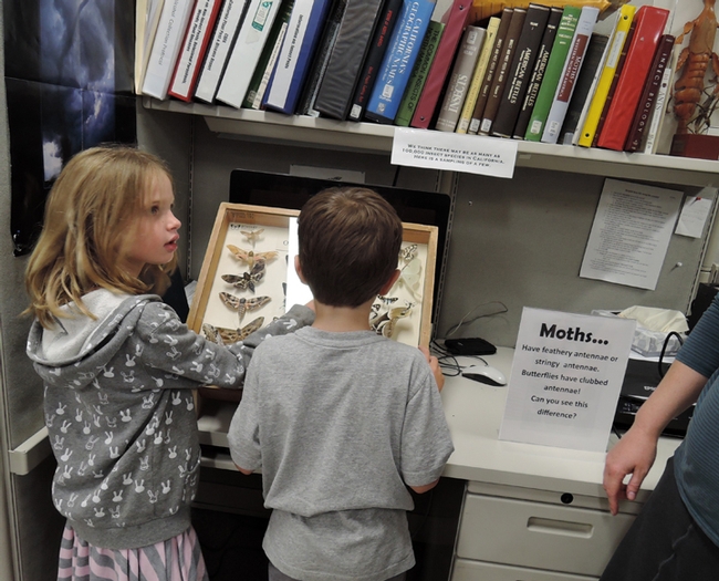 Moth Night at the Bohart Museum is fun and educational. Here two youngsters learn the differences between moths and butterflies at last year's event. (Photo by Kathy Keatley Garvey)