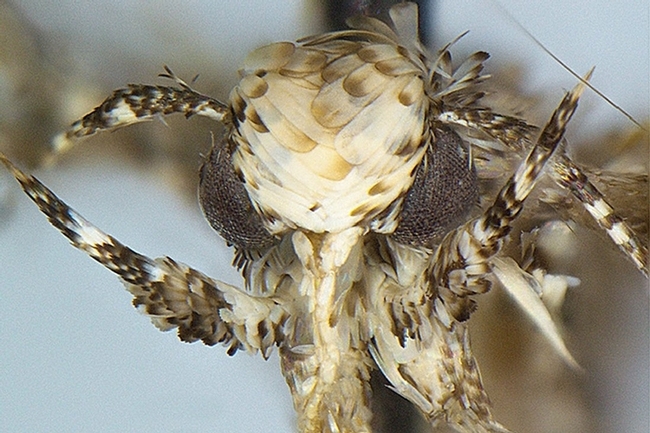 This is the Trump moth, Neopalpa donaldtrumpi, now a permanent part of the Bohart Museum. (Photo courtesy of Vazrick Nazari)