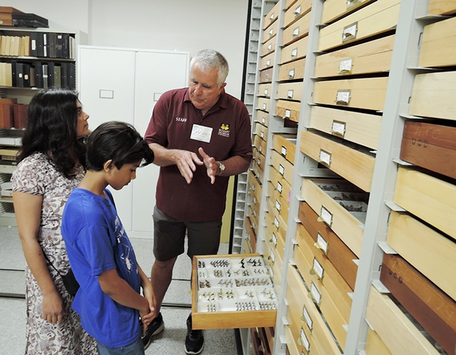 Entomologist Jeff Smith, who curates the butterfly and moth specimens at the Bohart Museum, talks to Prerna Jain and her 
son Prakrit Jain, 13, of Los Altos. Prakrit will be attending the Bioblitz in Belize this summer. (Photo by Kathy Keatley Garvey)
