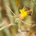 A honey bee foraging on star thistle, Centaurea solstitialis. It's an invasive weed but makes great honey, beekeepers and honey connoisseurs say. (Photo by Kathy Keatley Garvey)