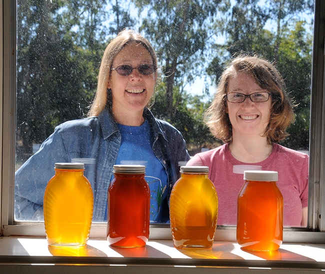 The colors of honey sparkle in the sunlight. This photo, taken in 2009, shows former UC Davis bee breeder-geneticist Susan Cobey (now of Washington State University) and her then assistant, Elizabeth Frost (now of New South Wales) at the Harry H. Laidlaw Jr. Honey Bee Research Facility, UC Davis. (Photo by Kathy Keatley Garvey)