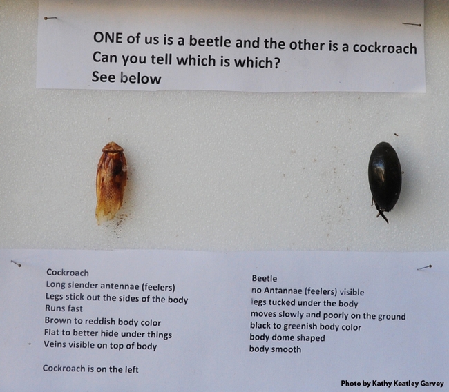 A California State Fair educational display in the Insect Pavilion about cockroaches and beetles. (Photo by Kathy Keatley Garvey)