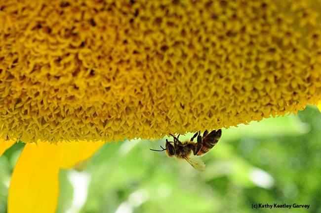 A honey bee forages on a sunflower just outside the Insect Pavilion. (Photo by Kathy Keatley Garvey)