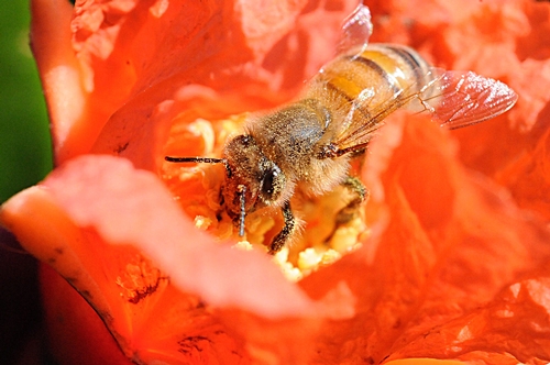 FRUIT--One of the fruits that the honey bee pollinates is the pomegranate. (Photo by Kathy Keatley Garvey)